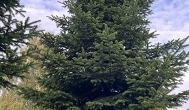 Da ist das Bürschchen. Prachtkerl, finden Sie nicht?