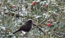 Ein treuer Fan des Schradlers
